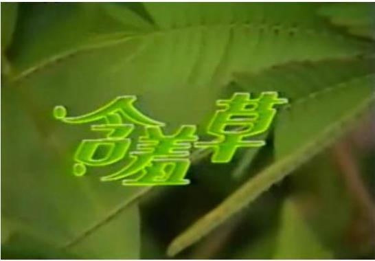 探索“含羞草免费观看电视剧背景故事”的情感与人性